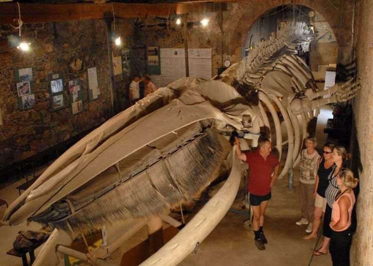 Port La Nouvelle - Le squelette de la baleine échouée