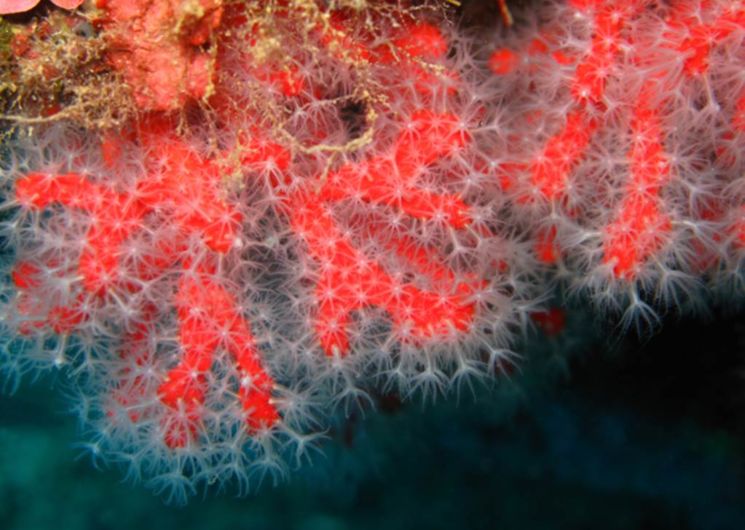 Corail rouge dans la réserve marine de Cerbère