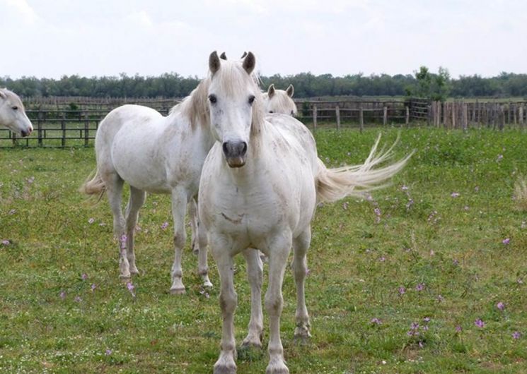 Percez les secrets de la culture Camarguaise