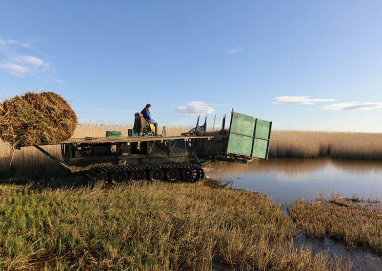 sagne tresor de camargue