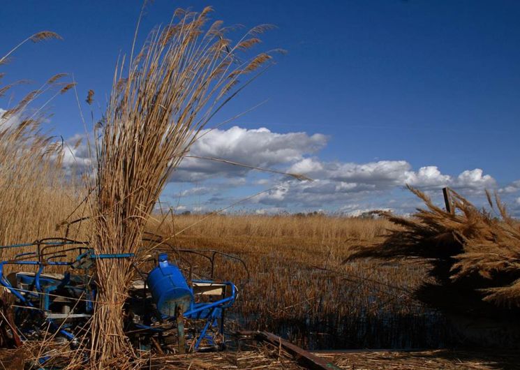 sagne tresor de camargue