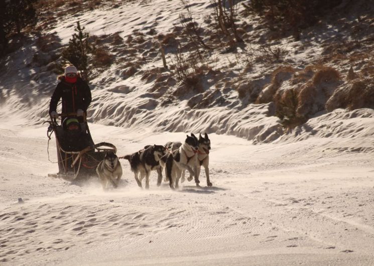 Chiens de traineau