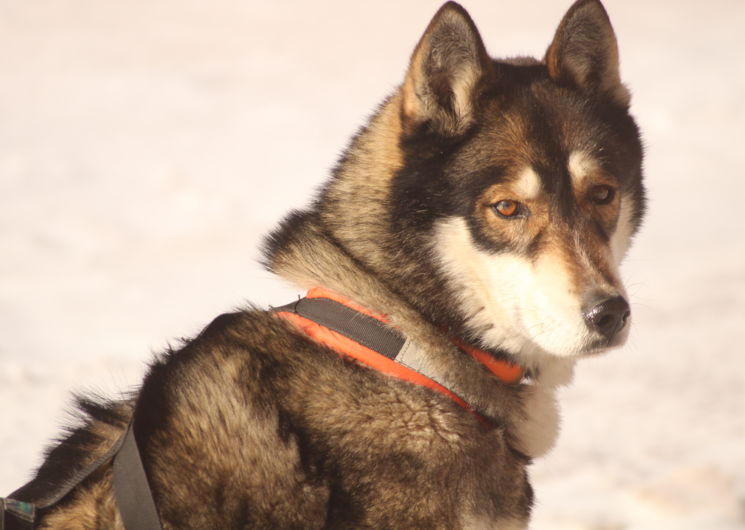 Chien de traineau