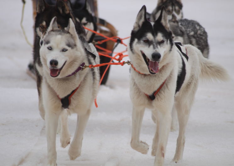 Chiens de traineau