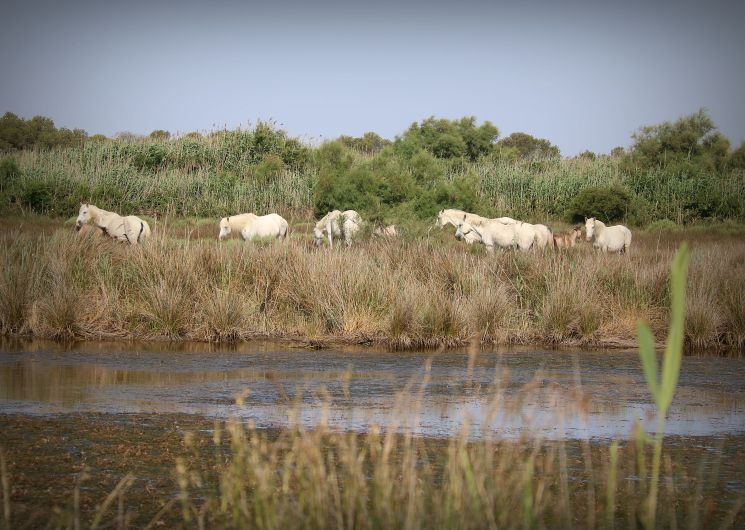 safari en calèche