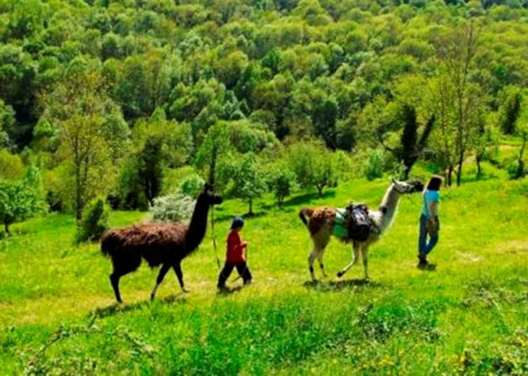 La ferme des Lamas