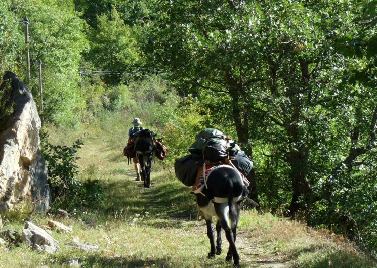 balade ânes sur le sentier Cathares