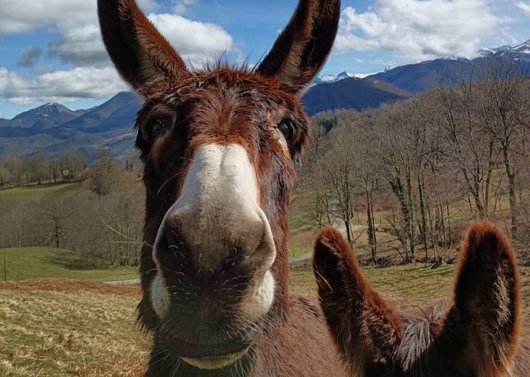 Au Tempo des Anes