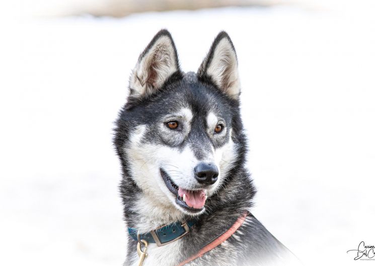 Husky évasion : Raconte-moi la meute_Mijanès