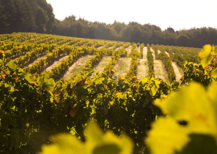 Domaine de Bilé