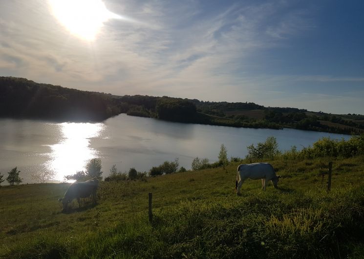 Vue depuis le Domaine avec le lac Saint-Laurent et les vaches du Domaine (les mirandaises)