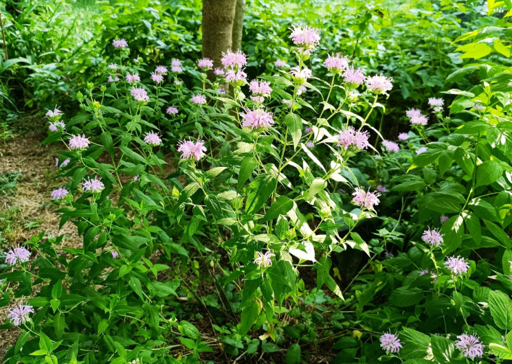 Visite du jardin et dégustation de glace artisanal - Sauvages et Compagnie_Sardan