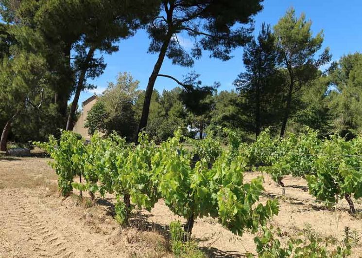Visite immersive et dégustation - Domaine Emile et Rose_Corneilhan