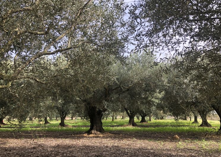 Visites gourmandes - Domaine Lupia_Sérignan