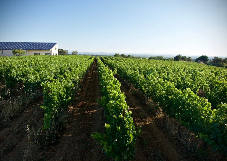 Balade vigneronne - Domaine Valjulius_Corneilhan
