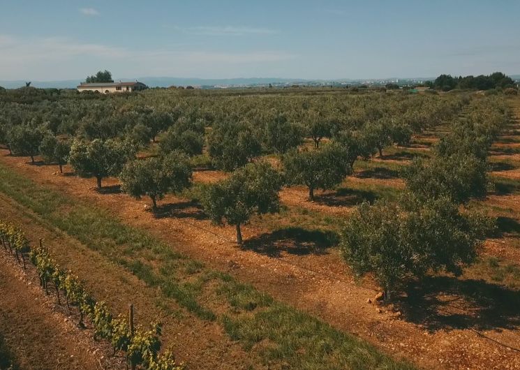 Visites gourmandes : Vin & olives_Sérignan