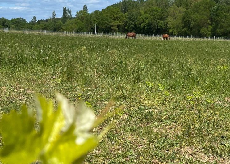 Camping Le Lavoir d'Arlinde_Allègre-les-Fumades