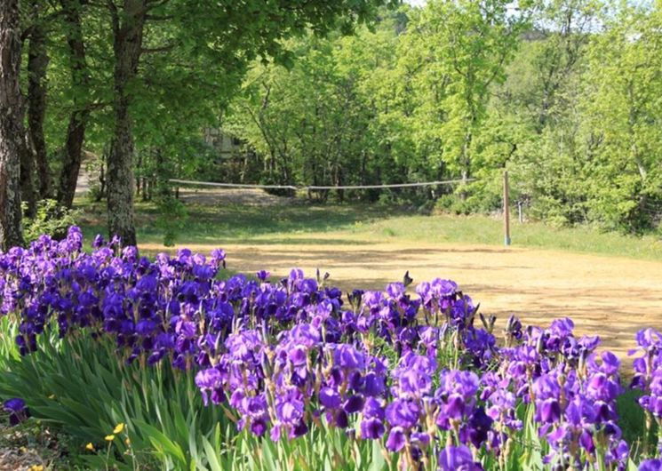 Terrain de volley et fleurs