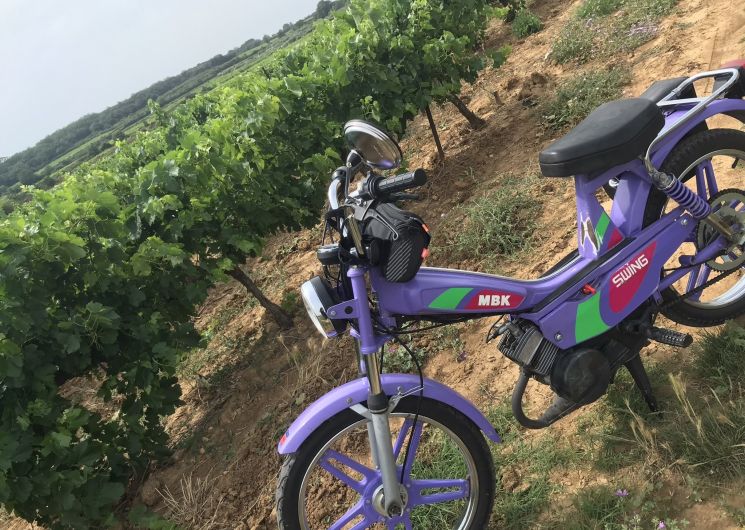 Une mobylette près des vignes 