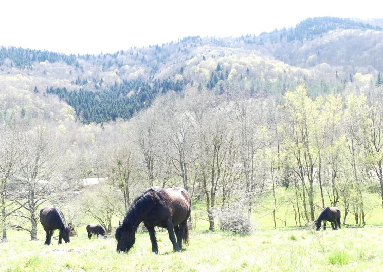 Pyren'EquiÂme_Bénaix