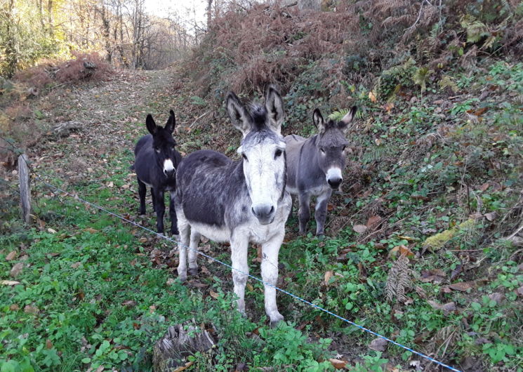 Les Ânes du Bosc