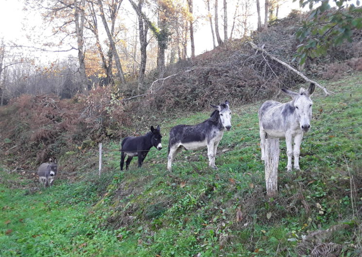 Les Ânes du Bosc