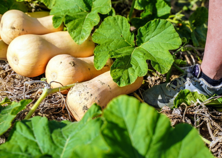 Les Légumes du Pigeonnier