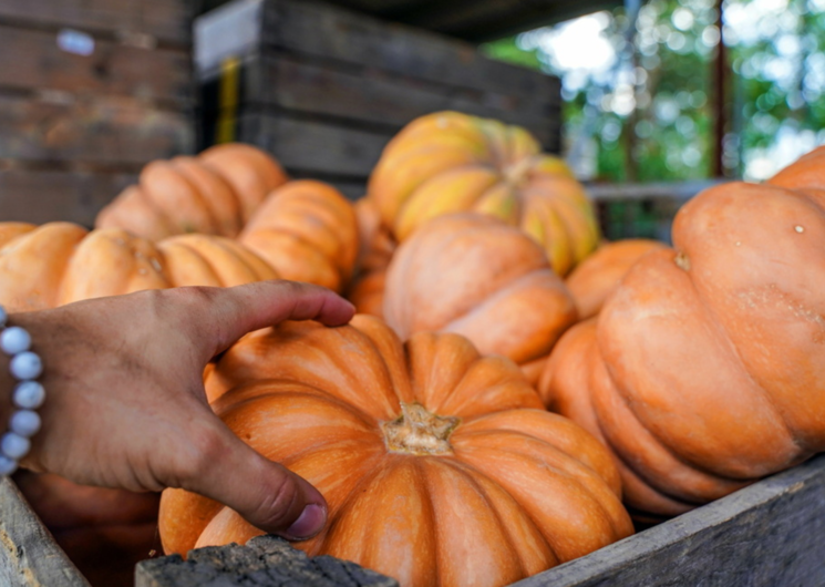 Les Légumes du Pigeonnier