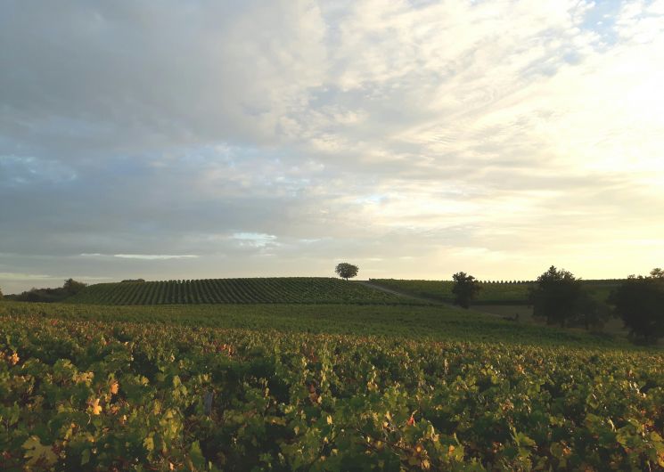 Domaine In Ventis 2