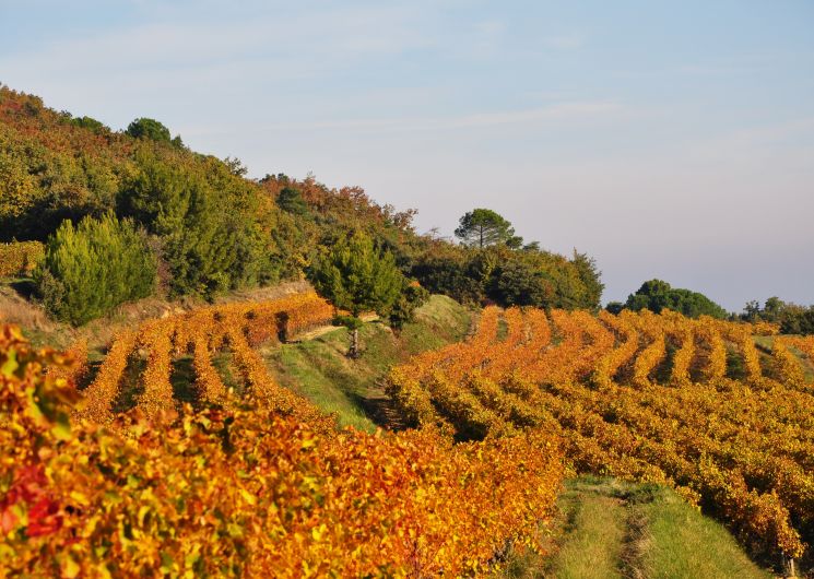 Domaine La Réméjeanne