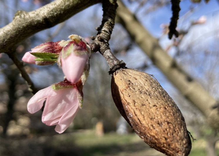 amandier en fleurs et fruit