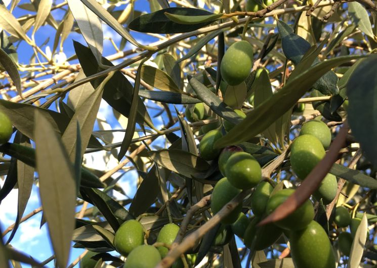 Amandes et Olives du Mont Bouquet