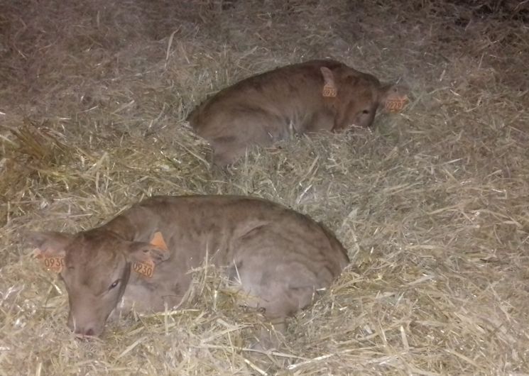 La ferme des Goutines_Senaux