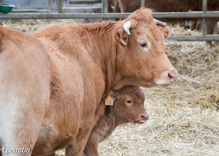 La ferme des Goutines_Senaux