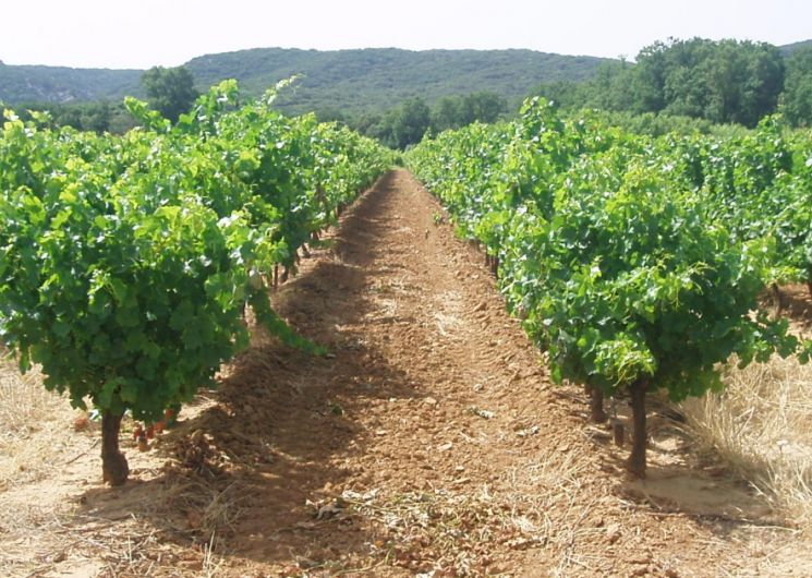 Domaine de Valsenière_Vers-Pont-du-Gard