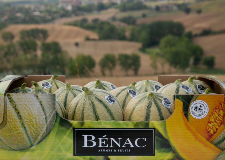 Melon le bénac