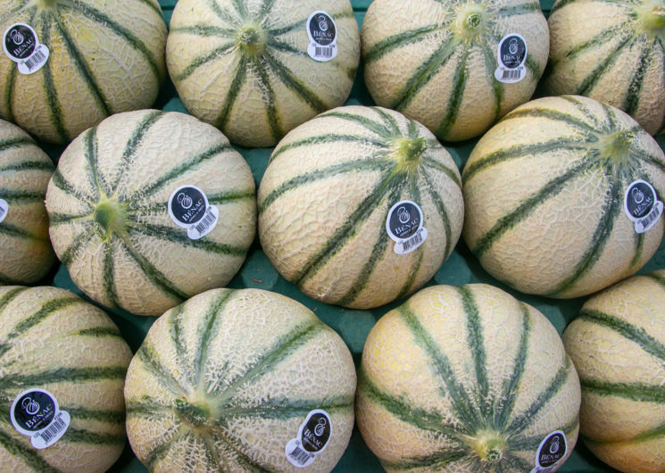 Melon le Bénac