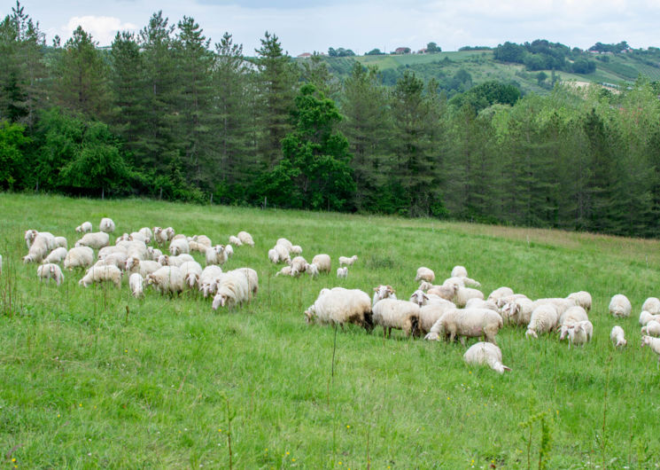 Ferme du Mourié