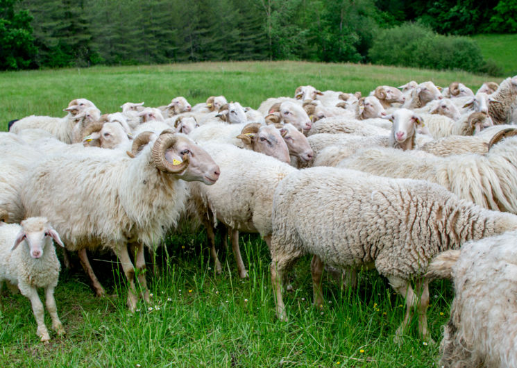 Ferme du Mourié