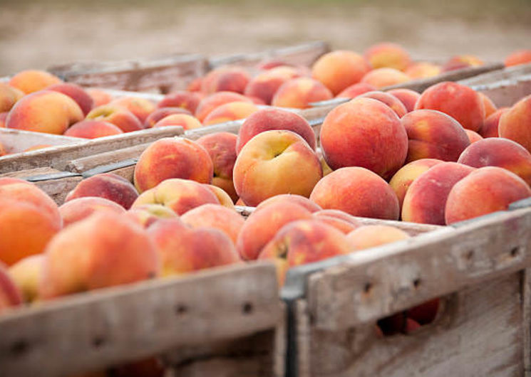 Producteur pêches nectarine