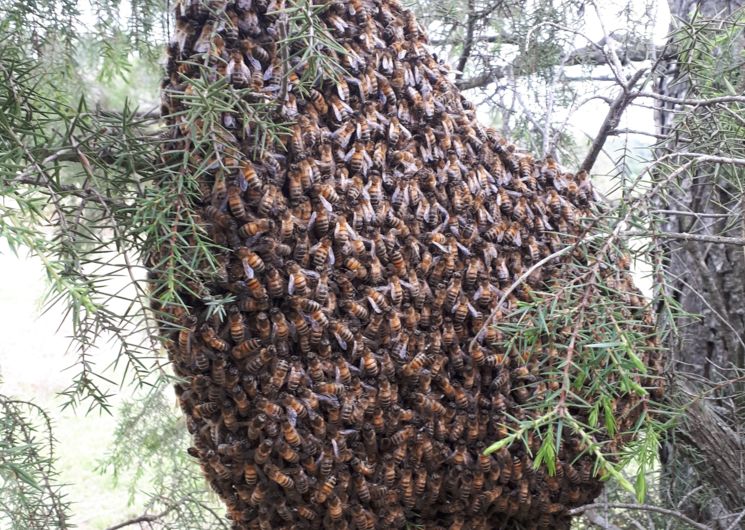 fol'abeille et compagnie