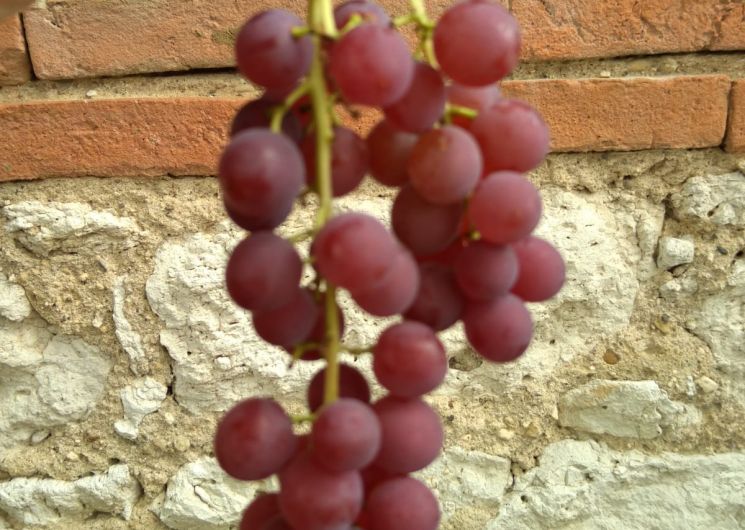 raisin framboise