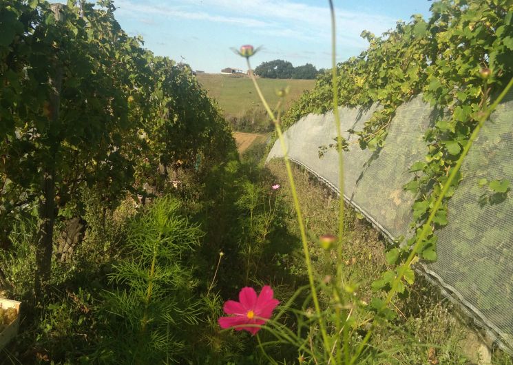 vigne de Chasselas de Moissac AB