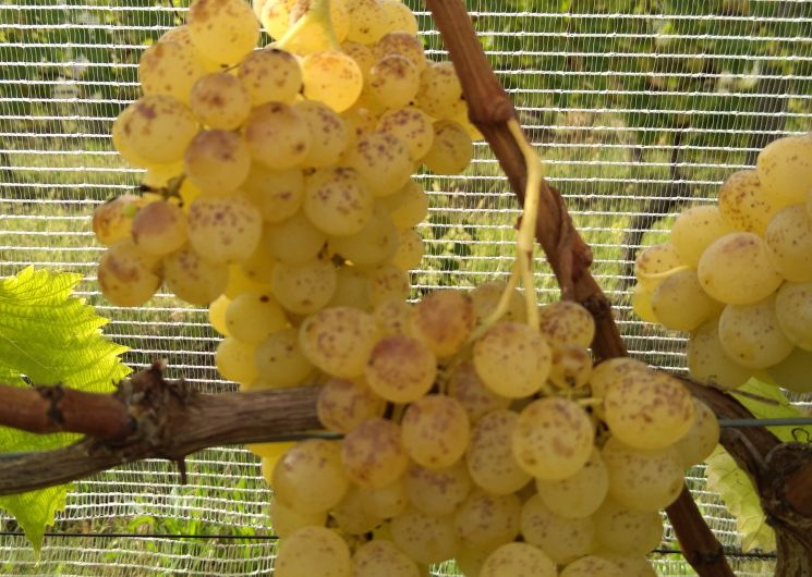 Raisin apyrène centenial