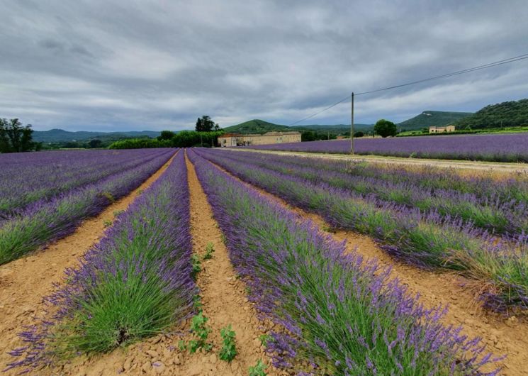 S'Armand lavender field