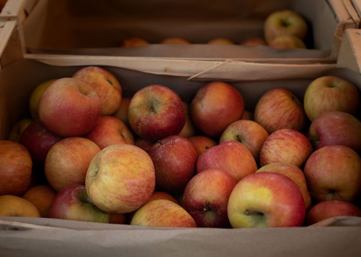 Costes Fruits et Légumes_Montech