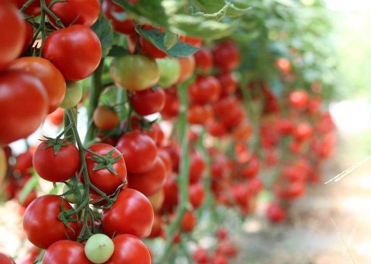 Plants de tomates