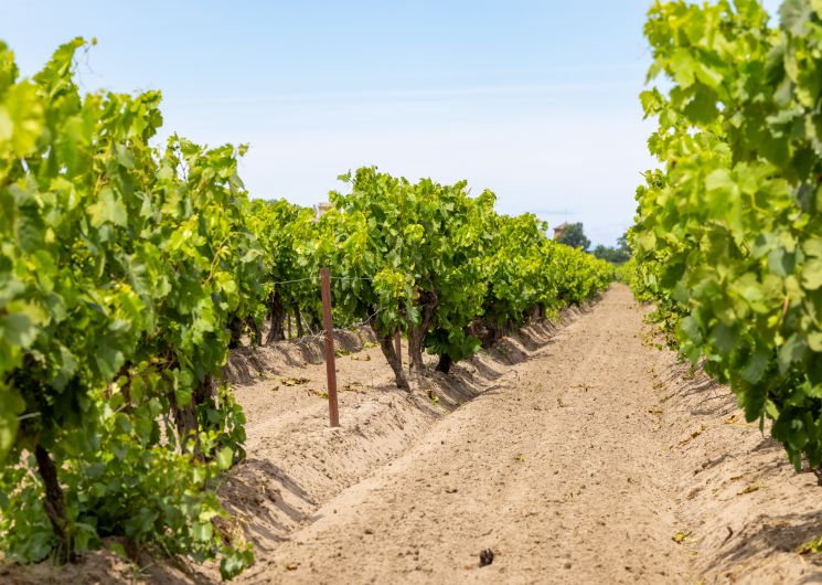 Domaine de Montcalm_Vauvert