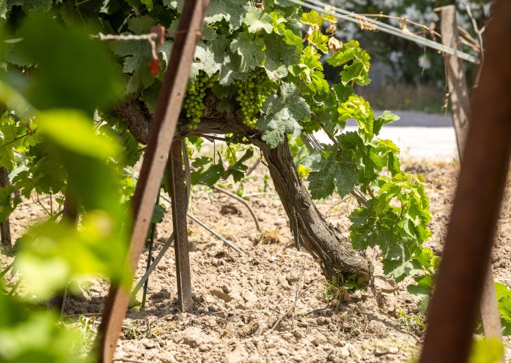 Domaine de Montcalm_Vauvert