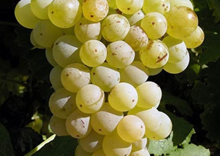 grenache-blanc